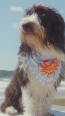 Bandana Crab